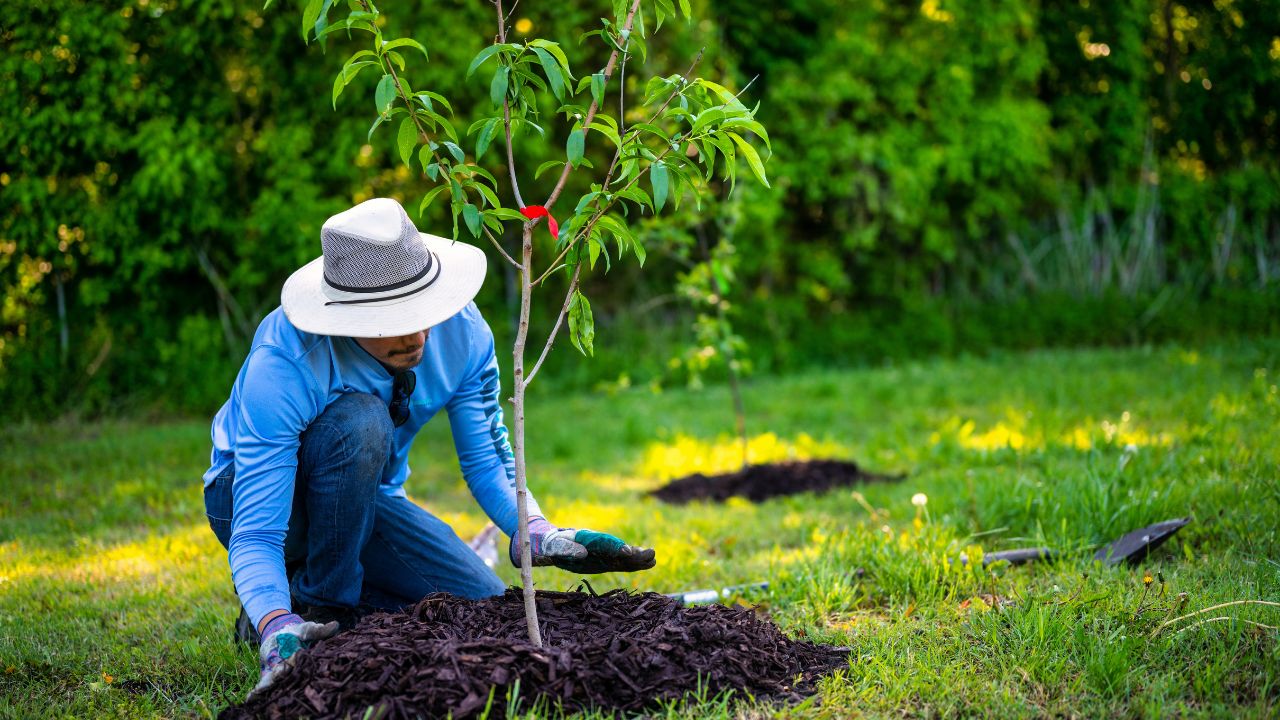 How To Properly Plant A Tree (Step By Step Guide)