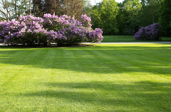 types of grass for yard maintenance