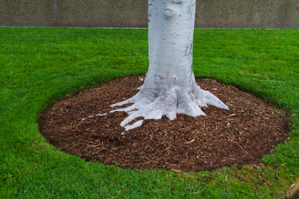 landscaping around a tree with mulch