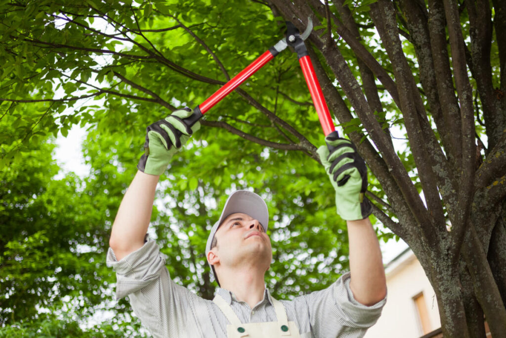 professional landscaper pruning trees
