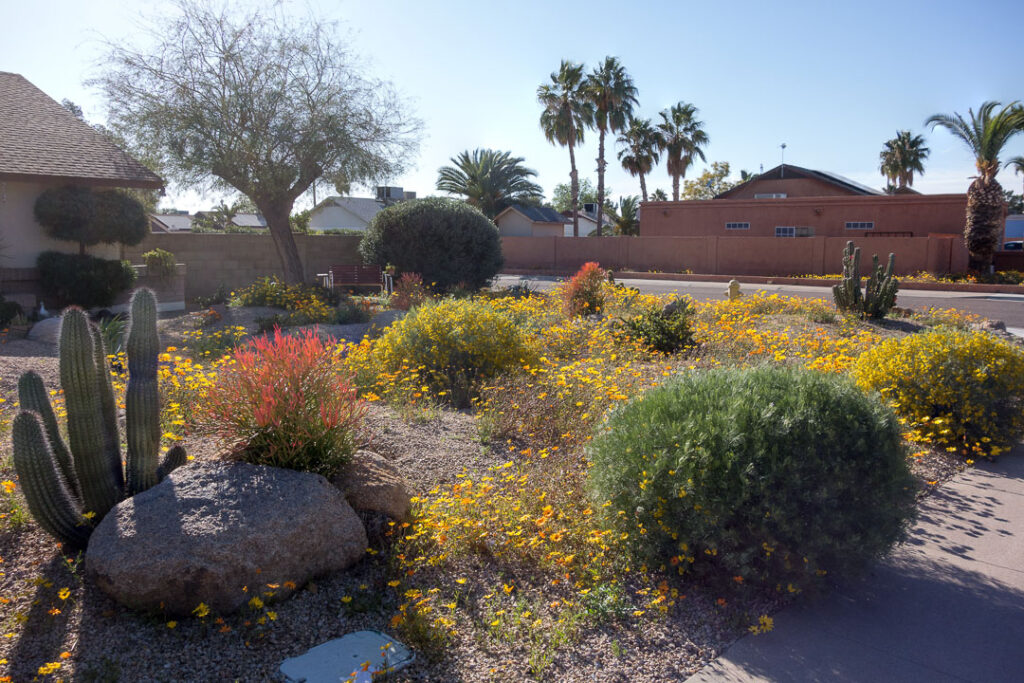 drought tolerant plants in front of Arizona home