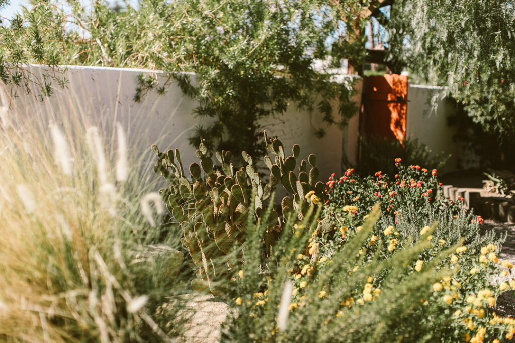 beautiful yard following proper Arizona outdoor maintenance