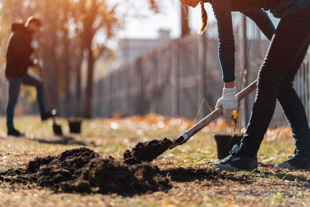 digging hole to plant a tree