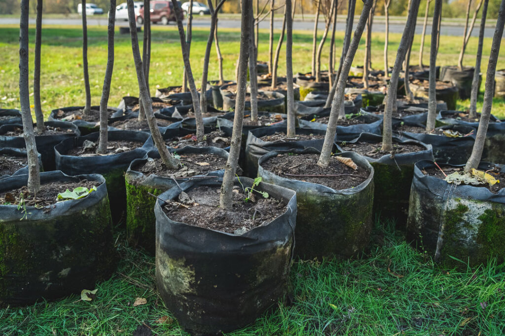 group of trees ready to be planted